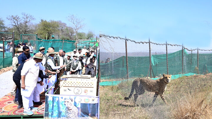 Madhya Pradesh CM Chouhan releases 12 South African Cheetahs at Kuno