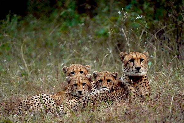 Another Milestone for Kuno as Cheetah Nirva, Three Cubs Enter Wild